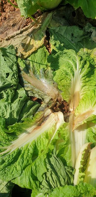 물안농장님의 배추 · 병해충상담 작성글 사진