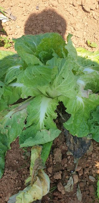 물안농장님의 배추 · 병해충상담 작성글 사진