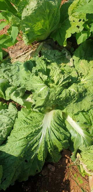 물안농장님의 배추 · 병해충상담 작성글 사진