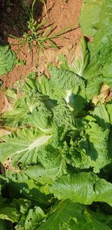 팜모닝 배추·병해충상담 게시글 이미지