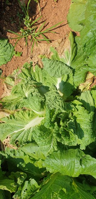 물안농장님의 배추 · 병해충상담 작성글 사진