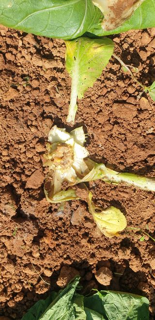 물안농장님의 배추 · 병해충상담 작성글 사진