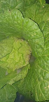 팜모닝 기타작물·병해충상담 게시글 이미지