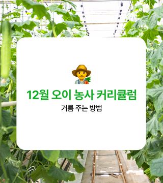 오이 농사도우미님의 오이 · 농사길잡이 작성글 사진