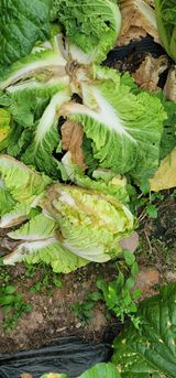 팜모닝 배추·병해충상담 게시글 이미지