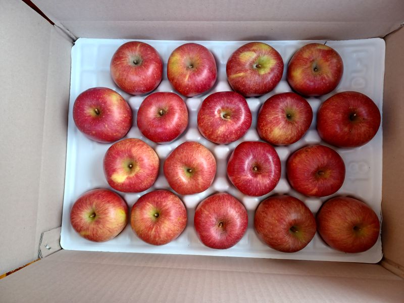 전락구님의 장터 판매 상품 [사과 (부사) 5kg] 첨부 사진