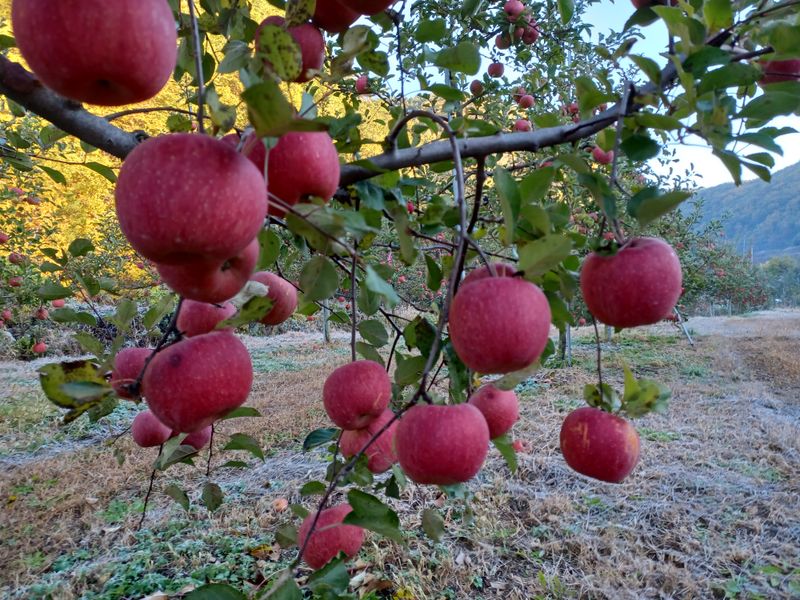 전락구님의 장터 판매 상품 [사과 (부사) 5kg] 첨부 사진