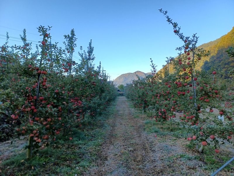 전락구님의 장터 판매 상품 [사과 (부사) 5kg] 첨부 사진