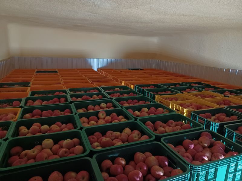 장터 상품 [사과 (부사) 5kg] 썸네일