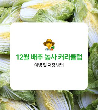 배추 농사도우미님의 배추 · 저장•가공 작성글 사진