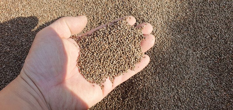 장터 상품 [직접 농사지은 들깨 판매 합니다.1kg  13,000원 ] 썸네일