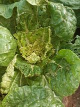 팜모닝 배추·병해충상담 게시글 이미지