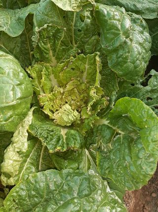 이형모님의 배추 · 병해충상담 작성글 사진