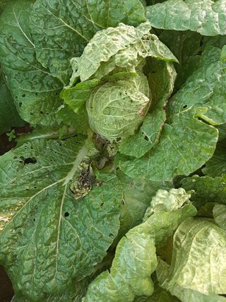 이형모님의 배추 · 병해충상담 작성글 사진