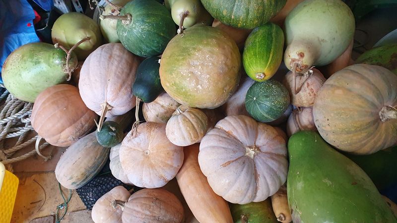 장터 상품 [마사토 약호박] 썸네일