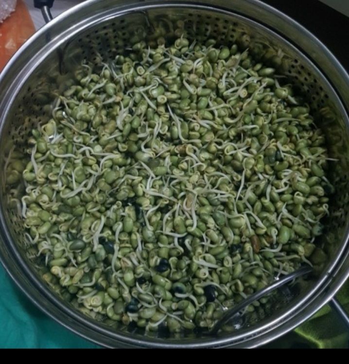 정안이네님의 장터 판매 상품 [수박태,콩나물콩] 첨부 사진