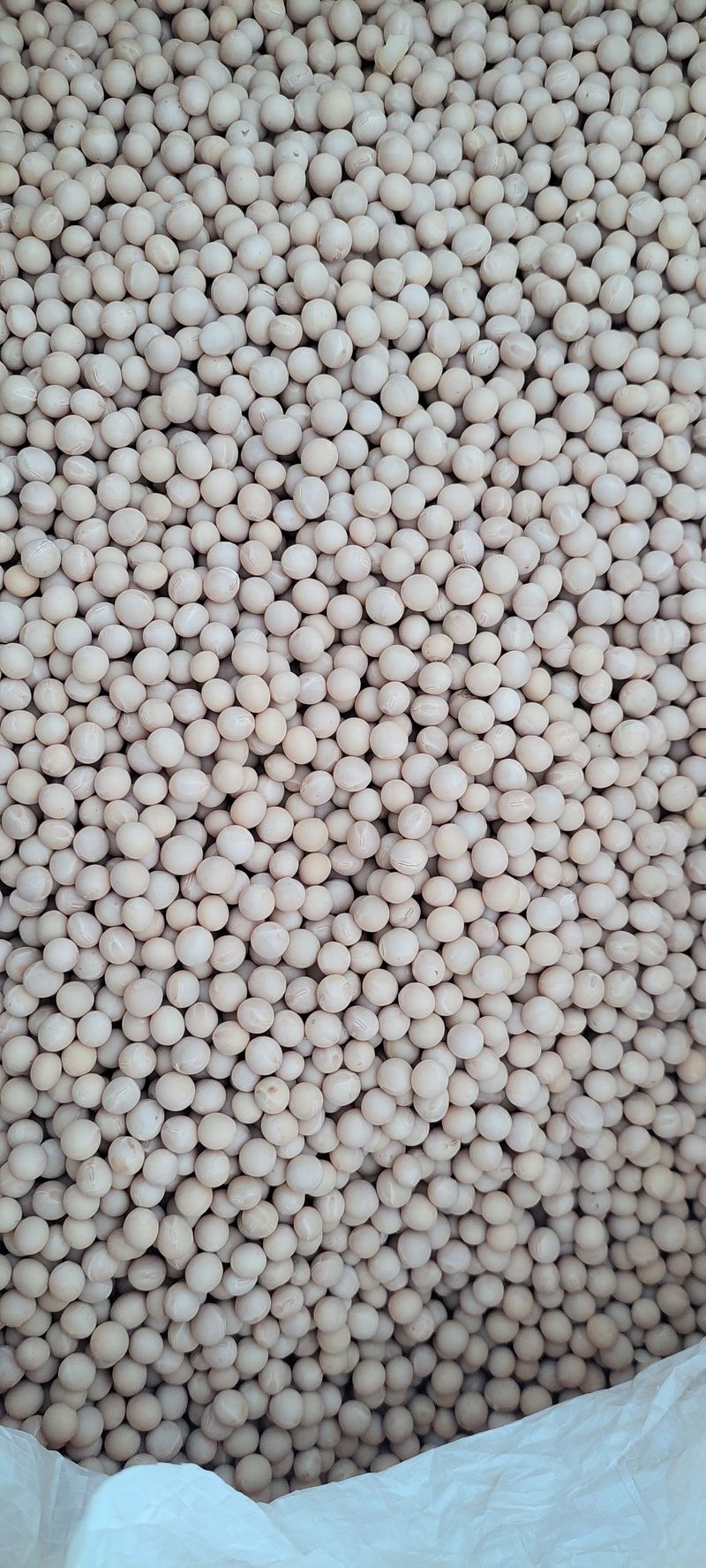 정안이네님의 장터 판매 상품 [수박태,콩나물콩] 첨부 사진