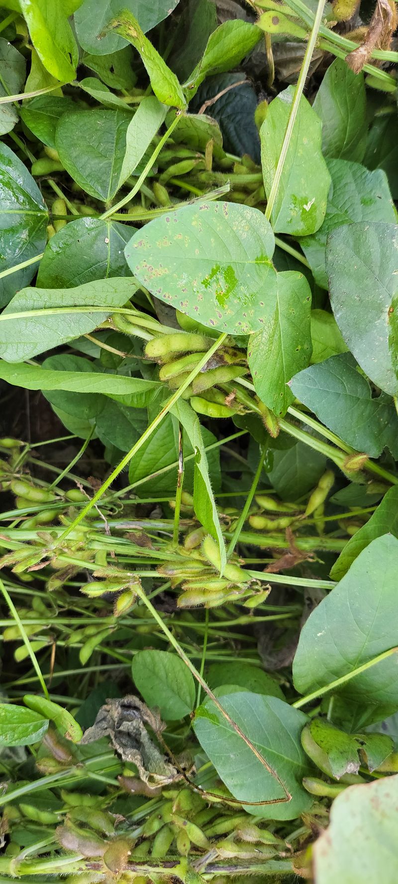 정안이네님의 장터 판매 상품 [수박태,콩나물콩] 첨부 사진