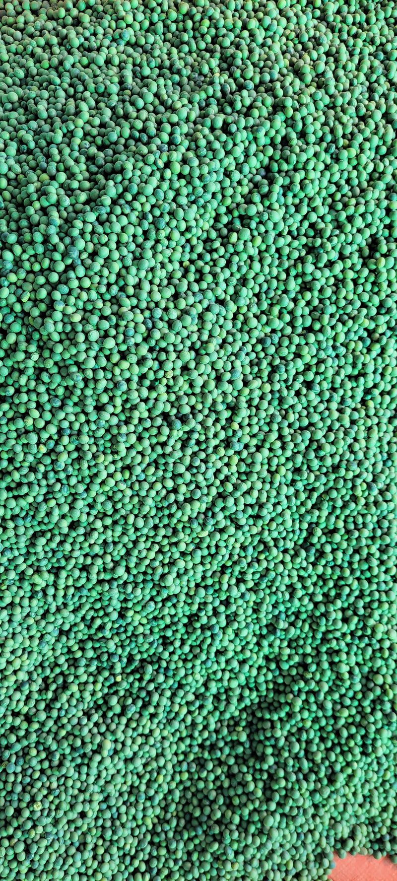 정안이네님의 장터 판매 상품 [수박태,콩나물콩] 첨부 사진