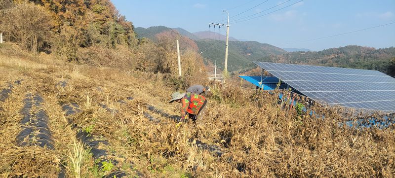 정안이네님의 장터 판매 상품 [수박태,콩나물콩] 첨부 사진
