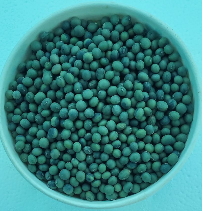 장터 상품 [수박태,콩나물콩] 썸네일