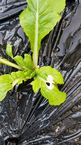 팜모닝 배추·병해충상담 게시글 이미지