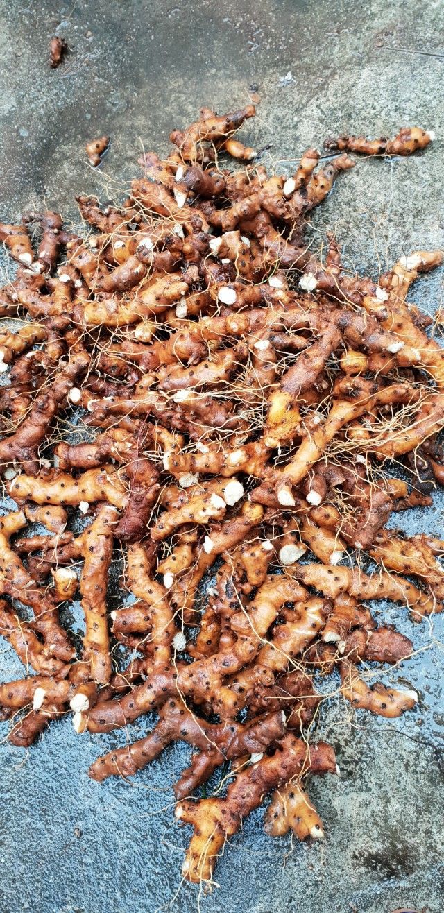 김영준님의 장터 판매 상품 [단풍마(즙)160포] 첨부 사진