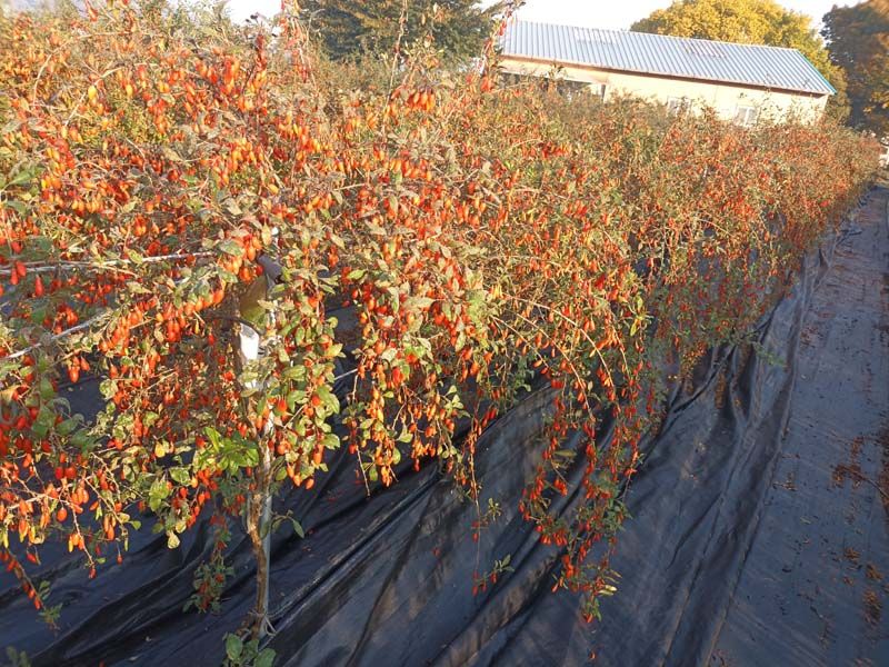 김병구님의 장터 판매 상품 [구기자분말 300g] 첨부 사진