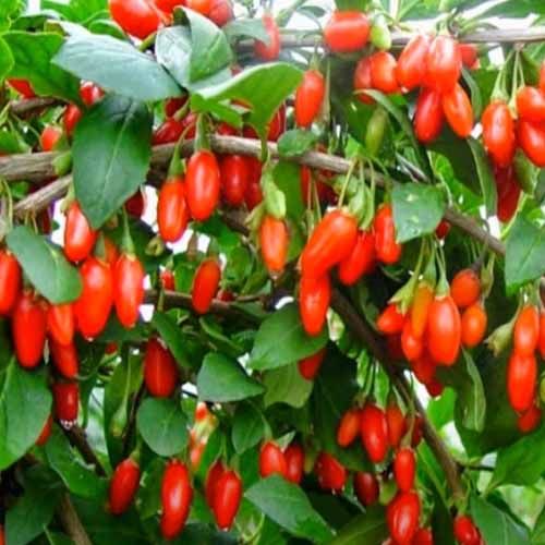 김병구님의 장터 판매 상품 [구기자분말 300g] 첨부 사진