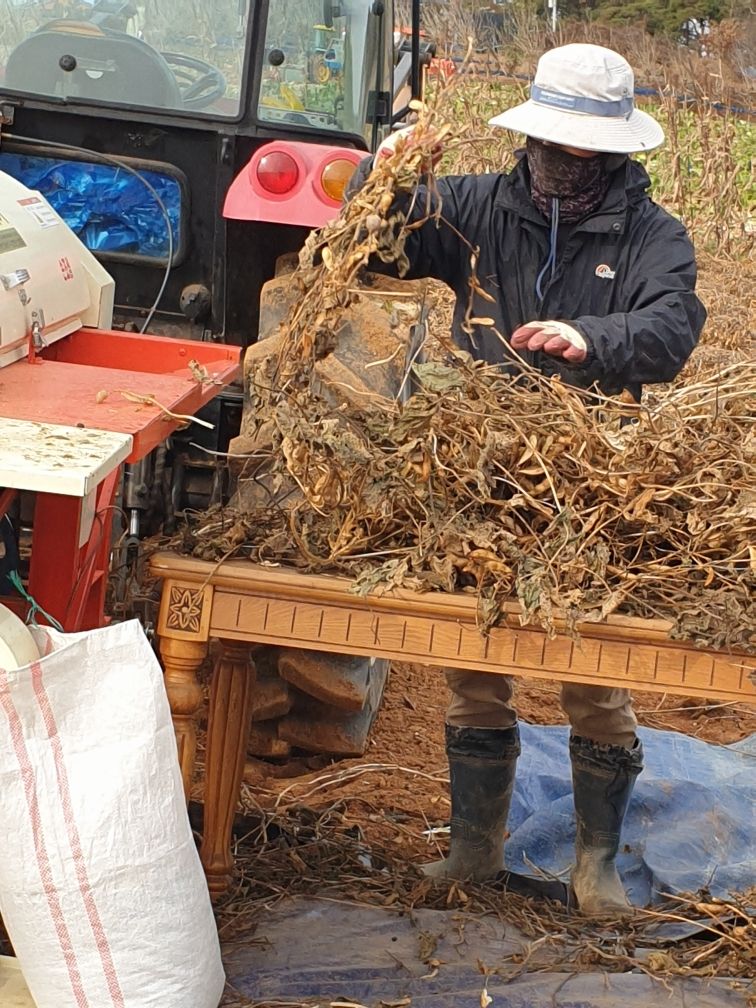 장터 상품 [[판매완료]검정콩(서리태) 판매] 썸네일