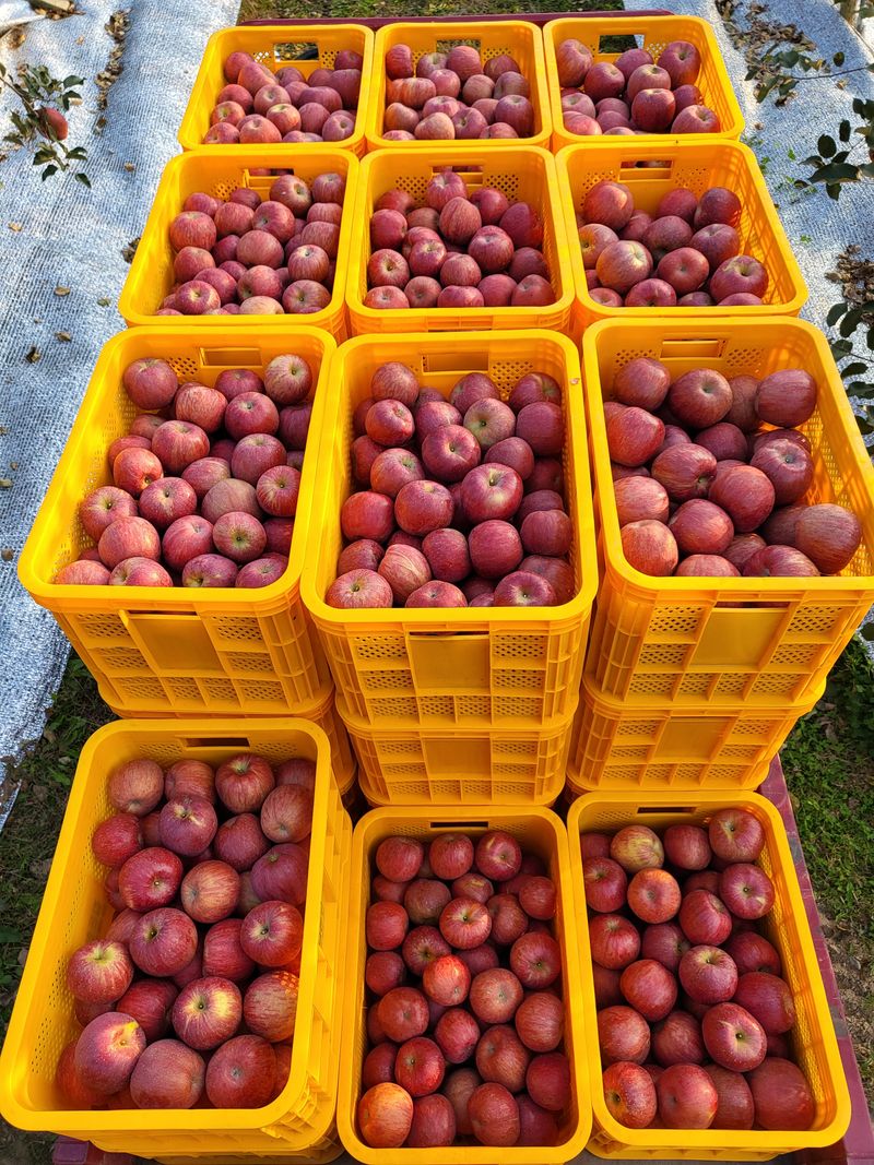 장터 상품 [🍎  봉화 부사 사과 🍎 ] 썸네일