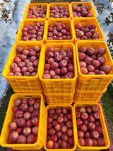 팜모닝 · 게시글 이미지