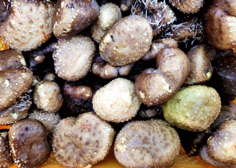 김순곤님의 장터 판매 상품 [황금마(열매마, 하늘마) ] 첨부 사진