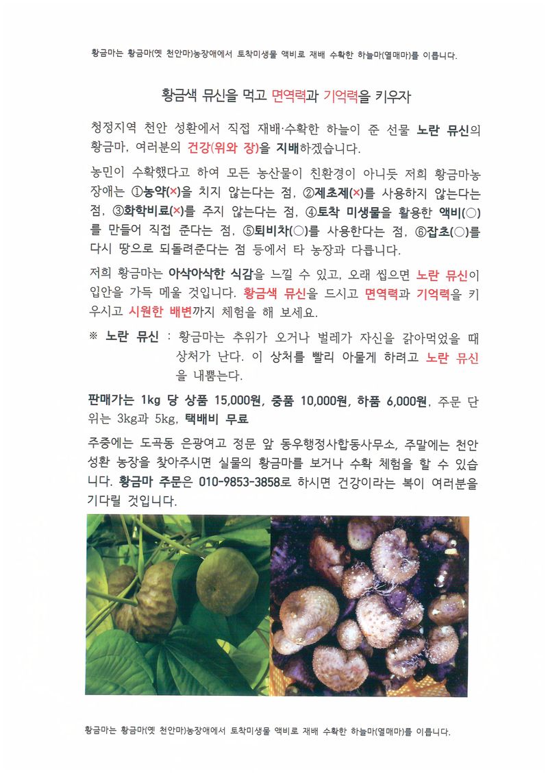 김순곤님의 장터 판매 상품 [황금마(열매마, 하늘마) ] 첨부 사진