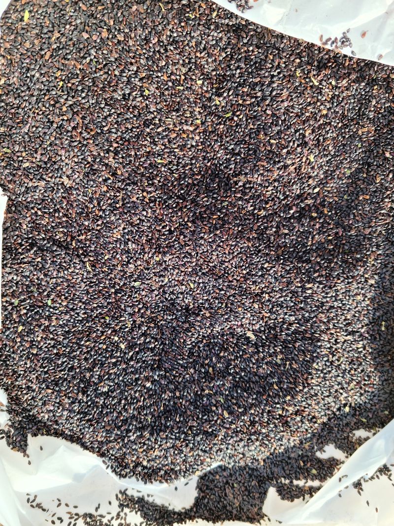 장터 상품 [도라지씨앗] 썸네일