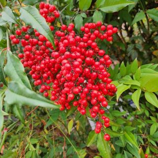 홍촌님의 감 · 자유게시판 작성글 사진