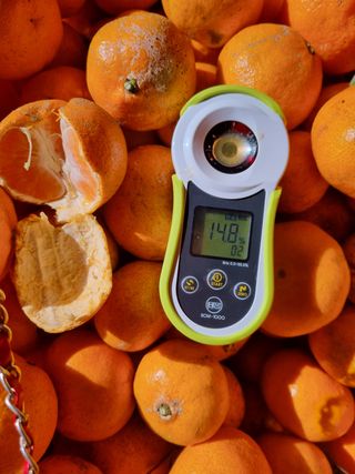 행복한농부를꿈꾸며님의 귤 · 수확 작성글 사진