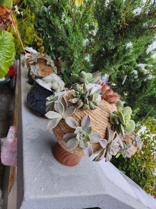 한라봉님의 귤 · 수확 작성글 사진