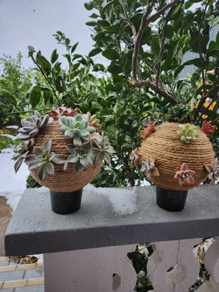 한라봉님의 귤 · 수확 작성글 사진