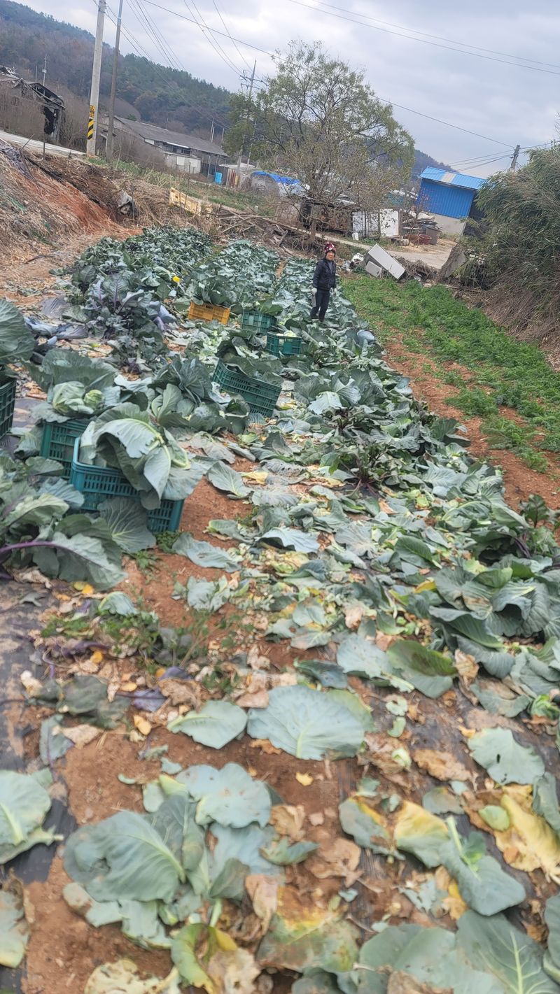 장터 상품 [양배추즙] 썸네일