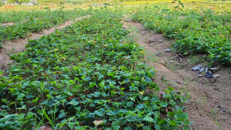 조병대님의 장터 판매 상품 [잔대씨앗 판매] 첨부 사진