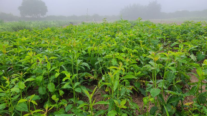 조병대님의 장터 판매 상품 [잔대씨앗 판매] 첨부 사진