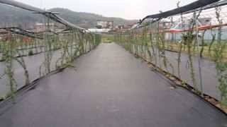 김병구님의 고추 · 제초 작성글 사진