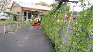 김병구님의 고추 · 제초 작성글 사진