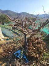 팜모닝 매실·자유게시판 게시글 이미지