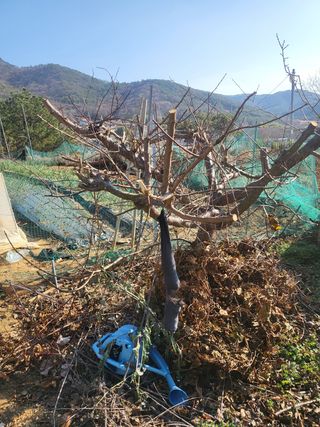 촌놈님의 매실 · 자유게시판 작성글 사진