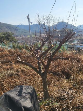 촌놈님의 매실 · 자유게시판 작성글 사진