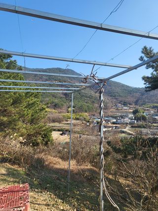 촌놈님의 매실 · 자유게시판 작성글 사진