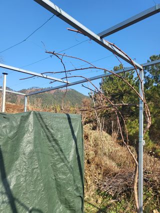 촌놈님의 매실 · 자유게시판 작성글 사진