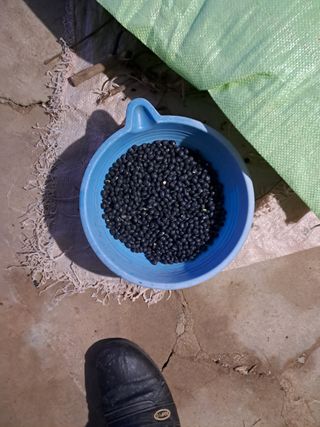 김명수님의 콩 · 자유게시판 작성글 사진